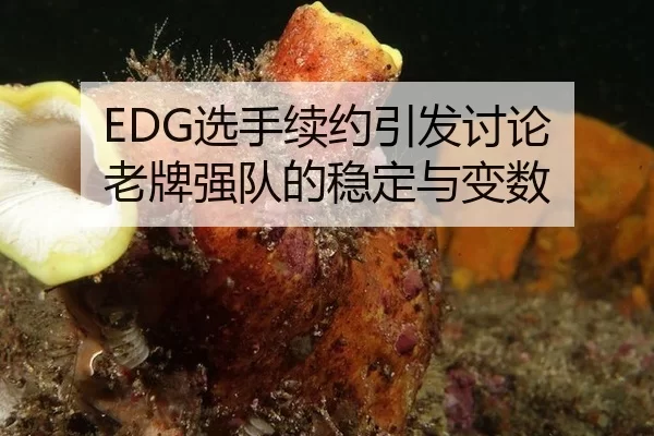EDG选手续约引发讨论 老牌强队的稳定与变数